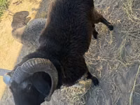 Ram, Sheep — photo 2