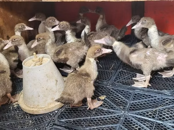Ducks