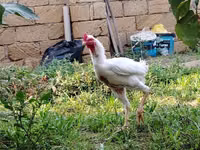 Chickens — 7-rasm