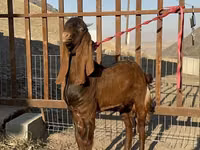 ماعز (دفعة، الجنس غير محدد), Nubian Goat — الصورة 1