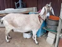 بز ماده, بز — عکس 1