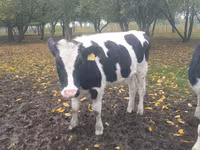 雌牛, Russian Black pied cattle — 写真 7