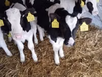 Bulle, Holstein-Rasse — Foto 1