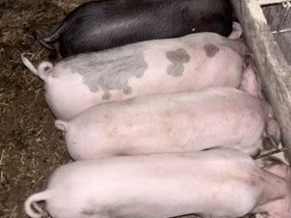 Boar, Pigs — Hungary