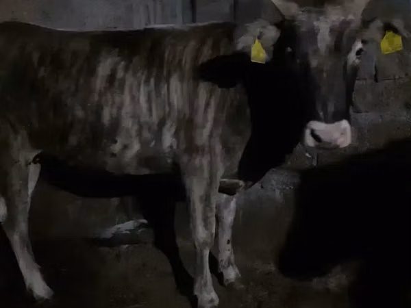 Cow, Cattle — Armenia