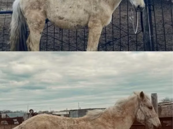 Mare, Horse breed — Kazakhstan