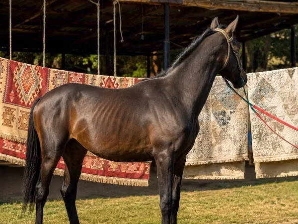 ঘোড়া, Arabian horse