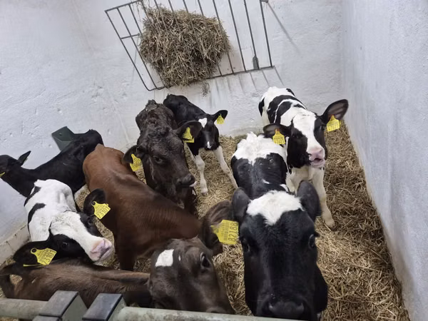 Taureau, Russian Black pied cattle