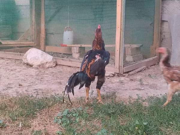 Chickens — Kirgistaan