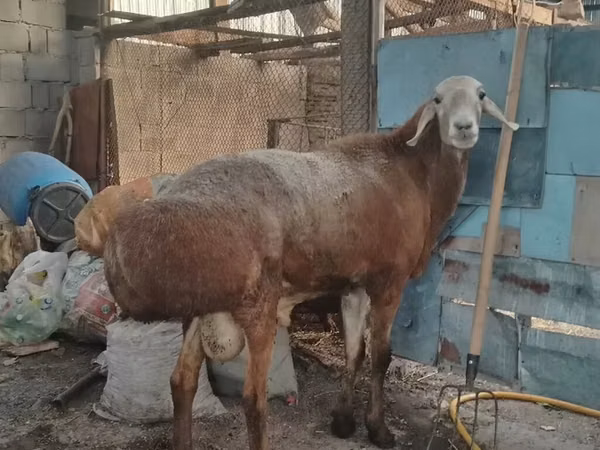 قوچ, Arashan sheep — قرقیزستان