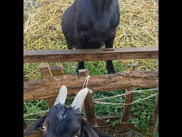 Goat, Goats — Kyrgyzstan