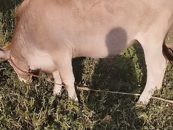 Vache, Bovins — Kirghizstan