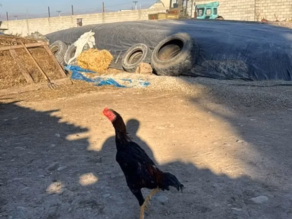 Chickens