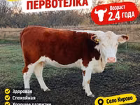 Bull, White-headed Ukrainian — photo 2