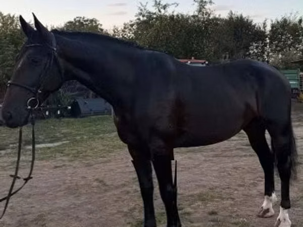 Кобила, Dutch warmblood horse — Унгария