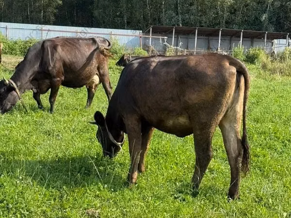 Cow, Hereford — Russia