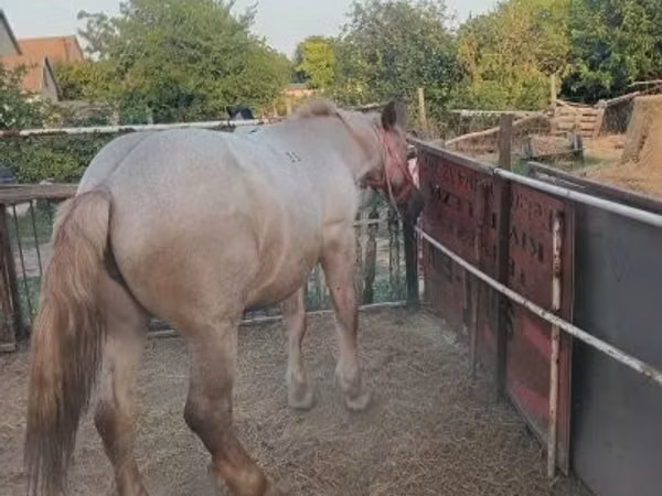 Horse (M), Horses — Hungary