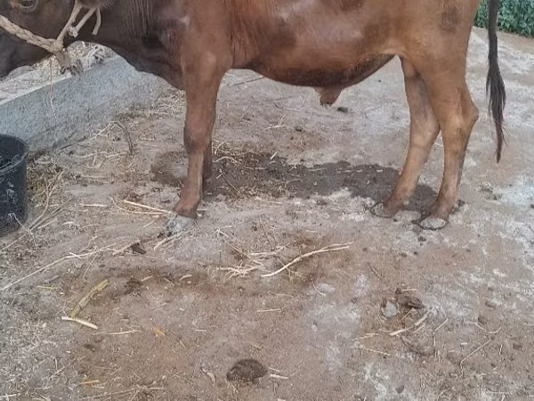গবাদি পশু (দল, লিঙ্গ উল্লেখ নেই), গরু