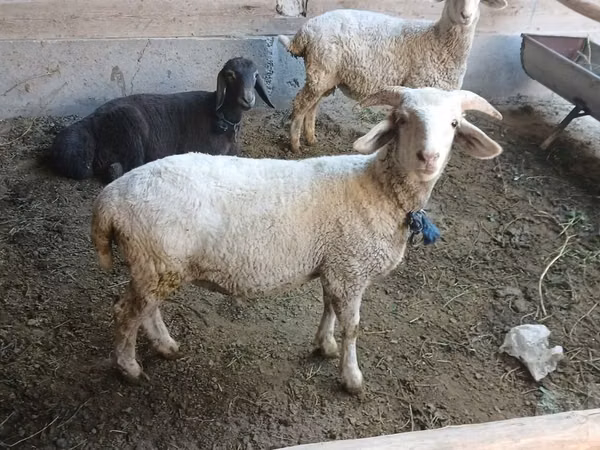 Ram, Sheep — Uzbekistan