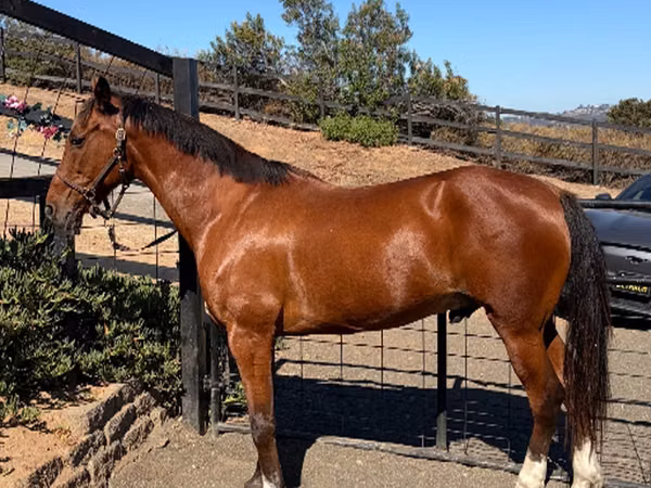 Horse (M), Horses