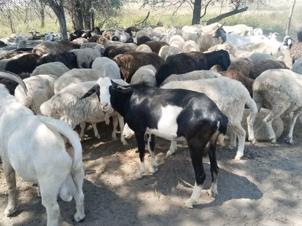 Goat, Goats — Kazakhstan