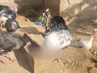Turkeys — ছবি 1