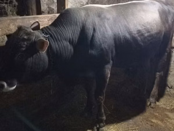 Bull, Red-spotted breed — Azerbaijan