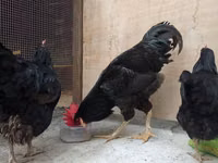 Chickens — foto 2