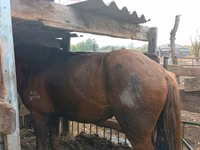 Horse (M), Horses — photo 4
