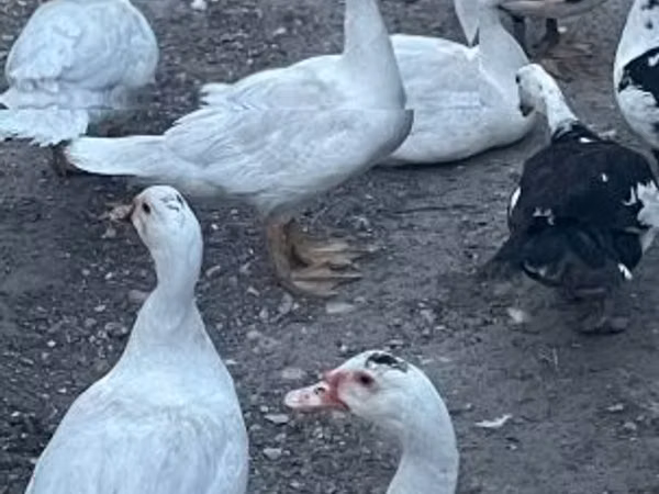 Ducks — Węgry