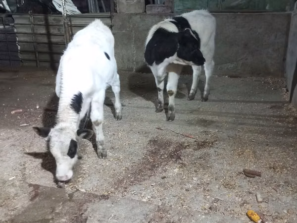 گاو ماده, Russian Black pied cattle