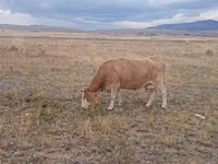 گاو ماده, Latvian Blue cattle — عکس 2