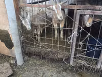 Goat, Alpine goat — photo 4