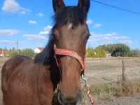 घोड़ा, Hungarian horse breed — फ़ोटो 2