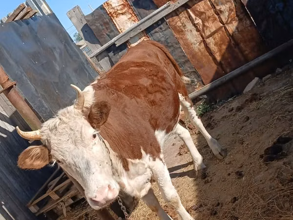 Cow, Kazakh White-headed cow — Kazakhstan
