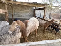 Carnero, Arashan sheep — foto 1