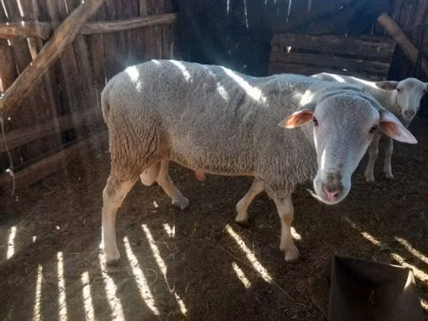 Ram, Sheep — Hungary