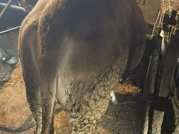 Cow, Swiss cattle — Kyrgyzstan