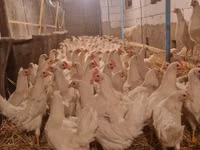 Chickens — foto 3