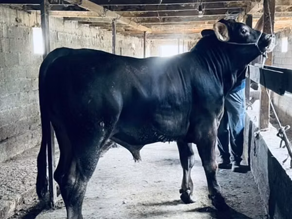 Bull, Swiss cattle — Kyrgyzstan