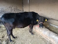 Mucca, Aberdeen Angus — foto 4