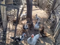 Ducks — ፎቶ 2