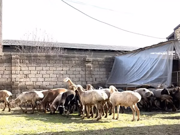 Ram, Sheep — Uzbekistan