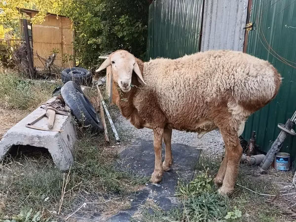 Ram, Rhon sheep — Kyrgyzstan