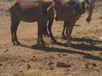 Horse (M), Kazakh horse — photo 2