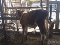 Vacă, Bovine — foto 3