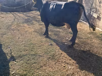 Cow, Brown Mountain — photo 2