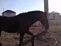 ม้าตัวผู้, Kyrgyz Horse — รูปภาพ 2