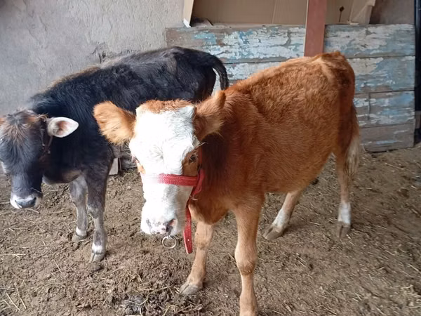 Bull, Simmental cattle — Kyrgyzstan
