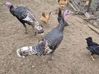 Turkeys — zdjęcie 1